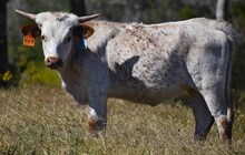 RJF STAR LIGHT STAR BRIGHT 468