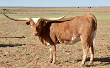 TS Texas Gail