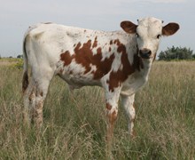 BIG VALLEY CALF 17