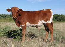 BIG VALLEY CALF 13