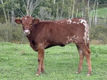 Maze BOB heifer 