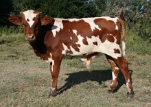 BIG VALLEY CALF 18