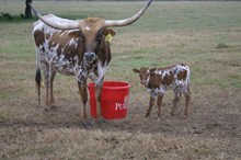 RJF WYOMING CHILL'S BULL CALF