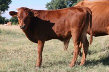 BIG VALLEY CALF 16