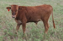 DASH CALF 5