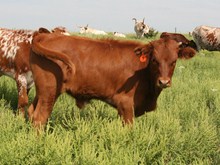 DASH CALF 23