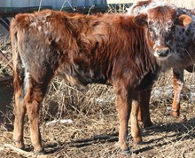 Big Valley Calf 27