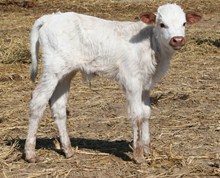 dash calf 3