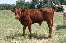 BIG VALLEY CALF 7