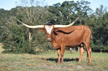 Bayou Favorable