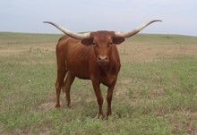 KANSAS KATE 489