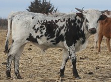 Dash Calf 250