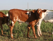 BIG VALLEY CALF 22