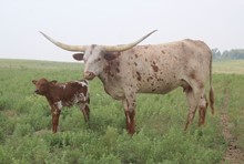 Texagold
