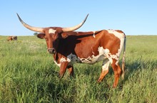 TEXANA ROSEANNA