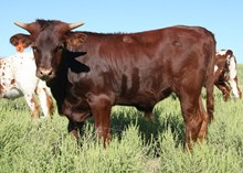 dash calf 4