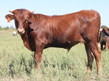 DASH CALF 17